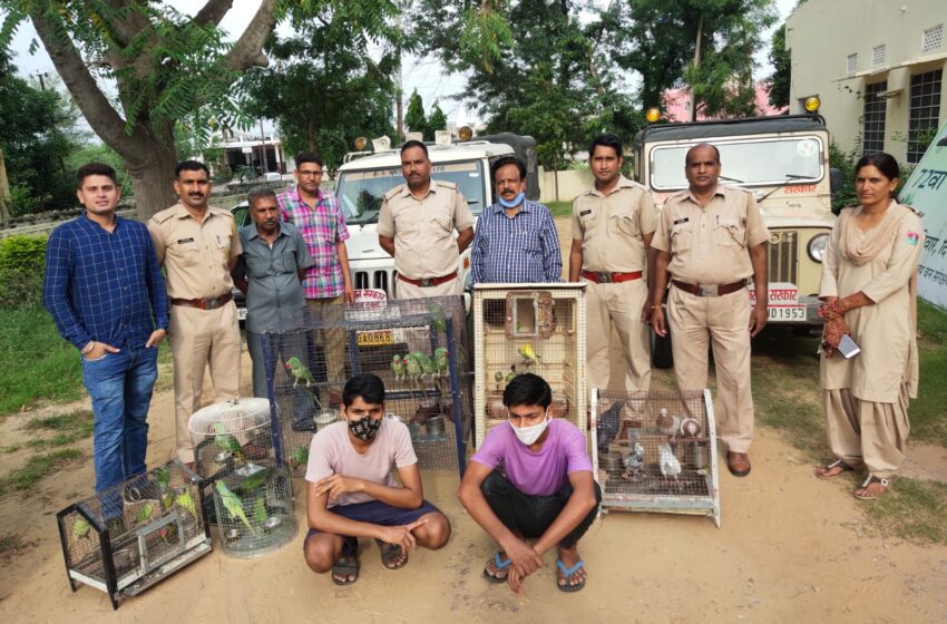  पहाड़ी तोते बेचता एक आरोपित गिरफ्तार, वन विभाग ने किए 25 पहाड़ी तोते जब्त